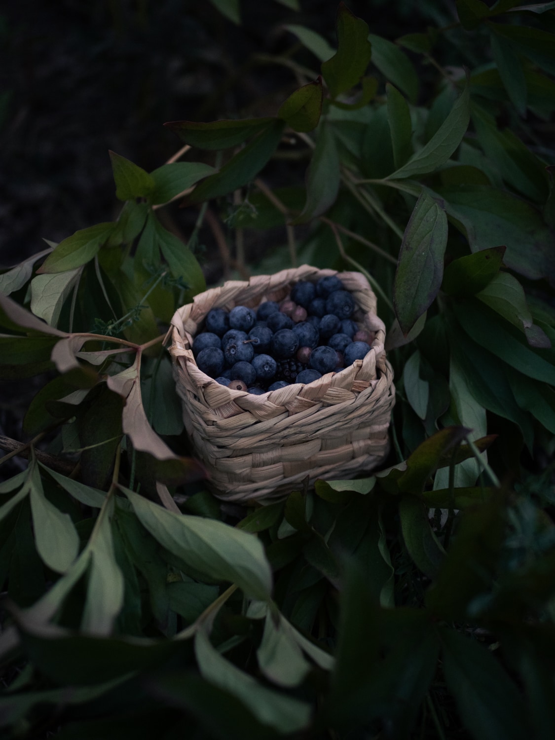 A berry basket woven from cattail leaves