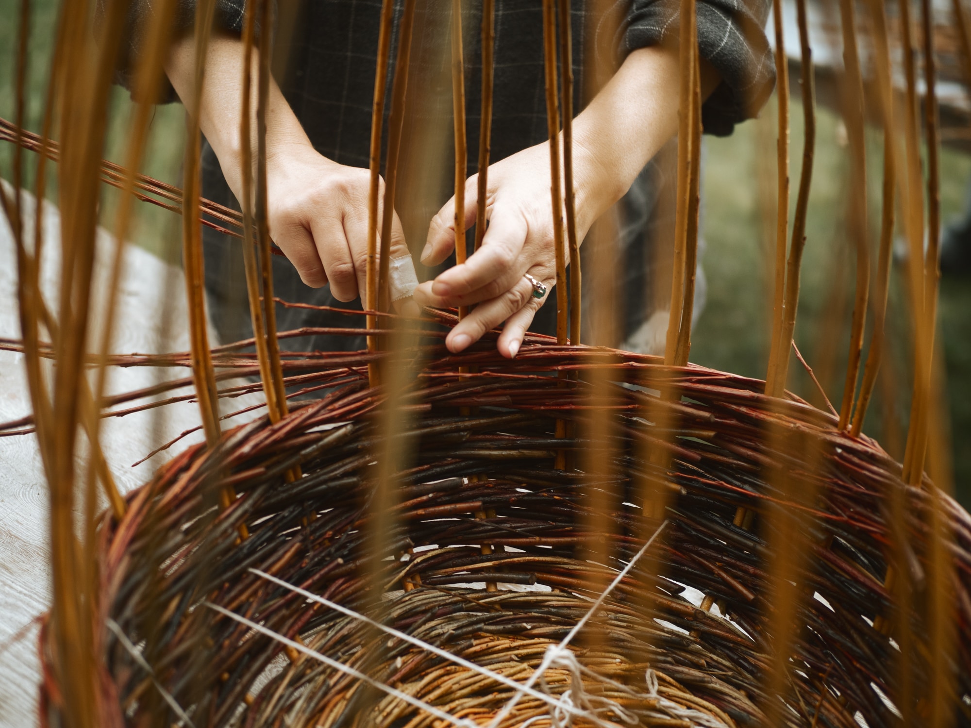 Bundles of harvested willow rods laid out on a table